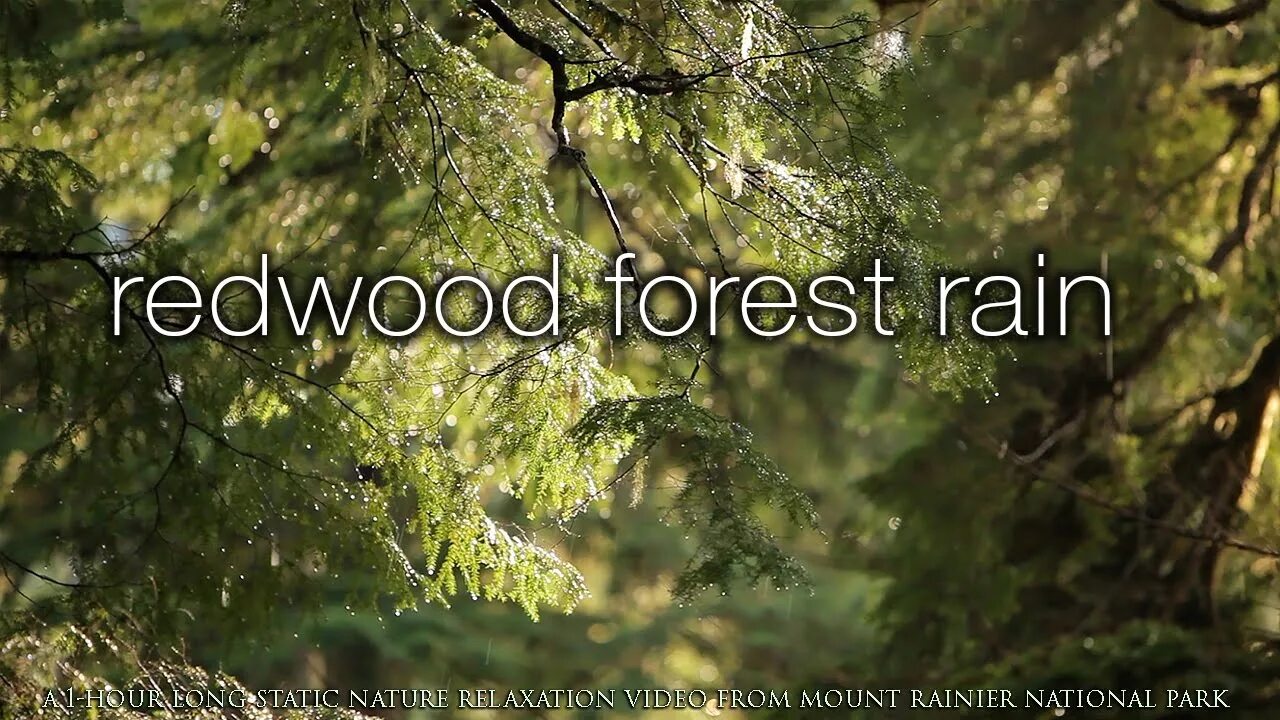 Песня relaxed scene. Calming Forest. Rain nature movie. People Scene.