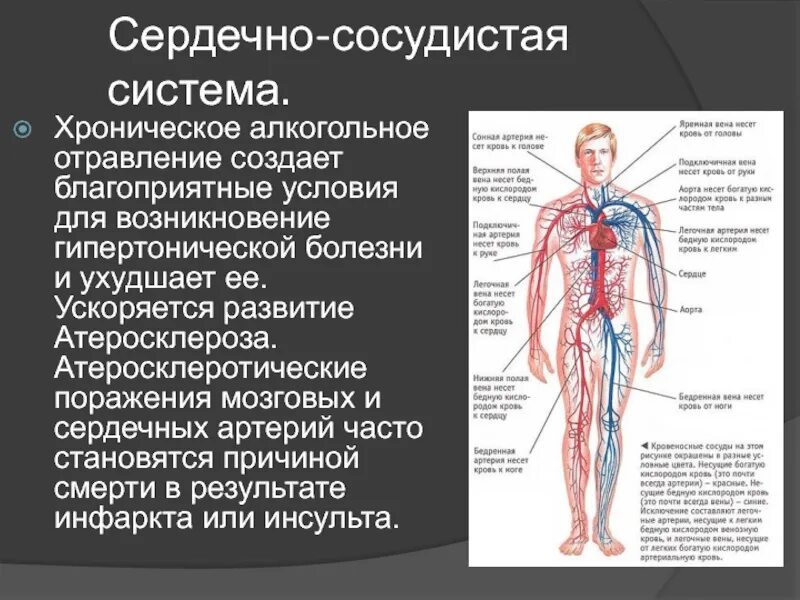 Сердечно сосудистая система организма человека. Сердечно-сосудистая система человека артерии. сердечносусудистая система. сердечкососудестая система. сердечно сосудистая си тема.