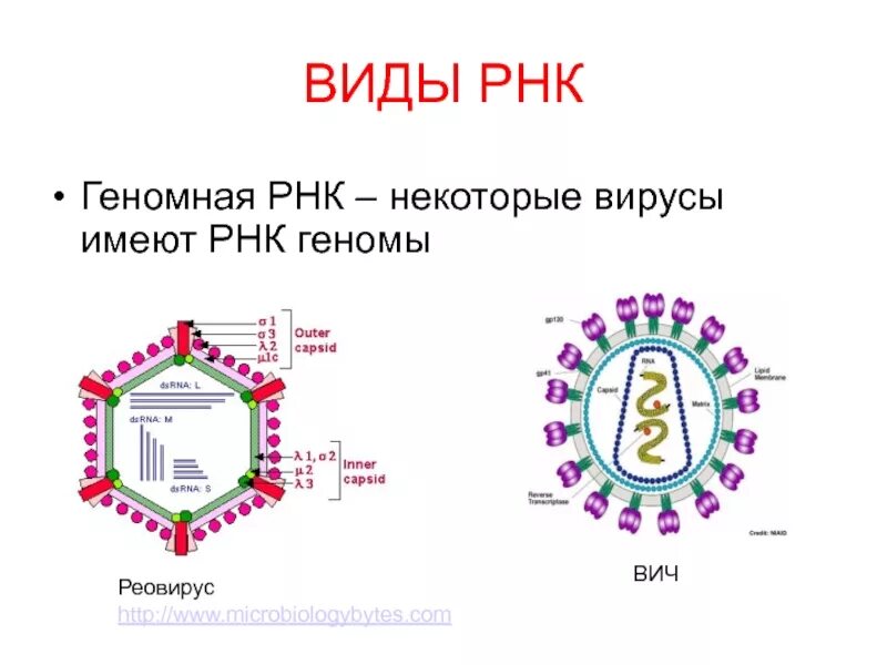 РНК геномные вирусы. Вирусная РНК строение. РНК содержащие вирусы строение. РНК содержащие вирусы схема.