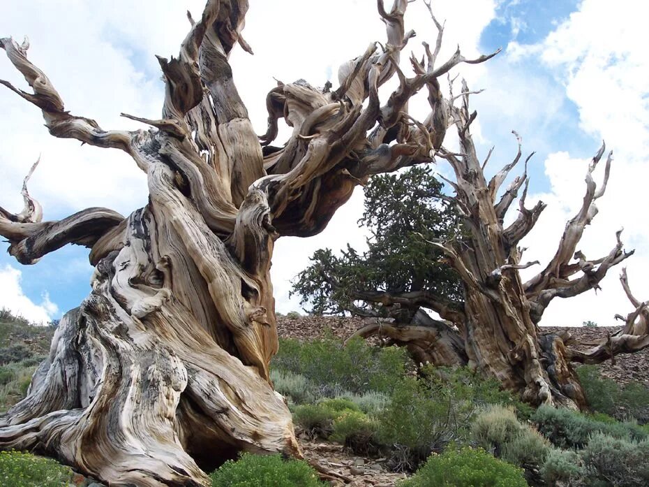 Old tree. Сосна мафусаил. сосна остистая мафусаил. bristlecone pine trees. сосна мафусаил в калифорнии.