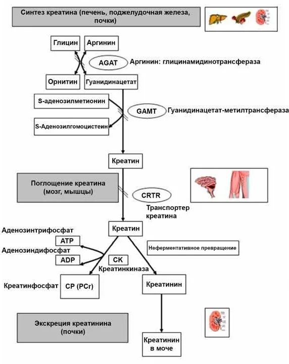 Повышение креатинина. Синтез креатинина. Синтез креатина в печени. Креатинин печень. Креатинин повышение в крови причины.