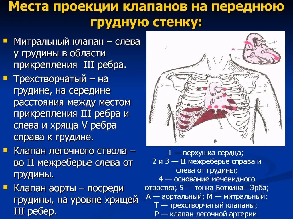 Проекция аортального клапана на грудную клетку. Аускультация сердца проекция клапанов. Место проекции клапана аорты. Проекция выслушивания клапанов сердца на грудную клетку. Клапаны сердца на грудной клетке