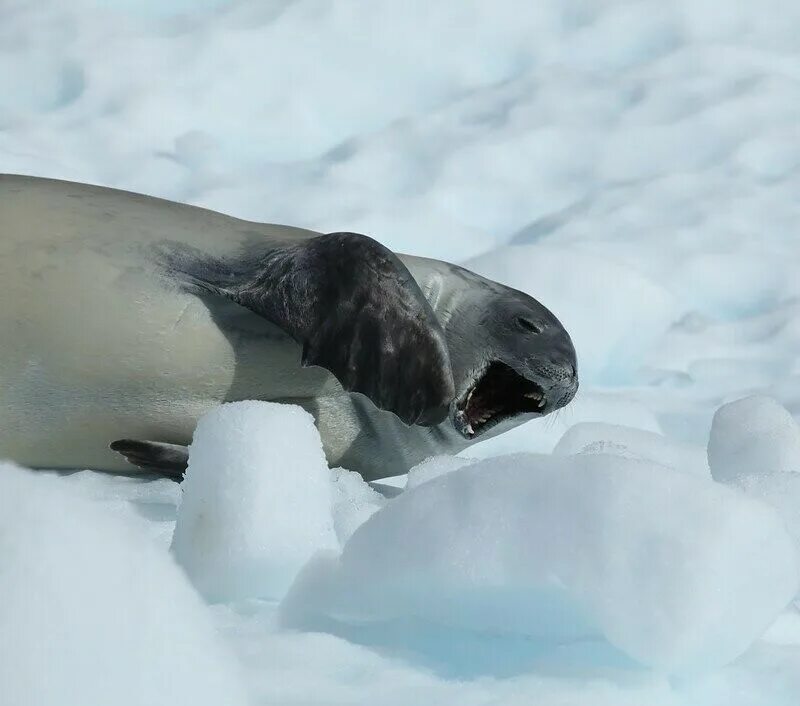Зубы тюленя. Тюлень-крабоед. Тюлень крабоед в Антарктиде. Тюлень крабоед Lobodon carcinophagus.