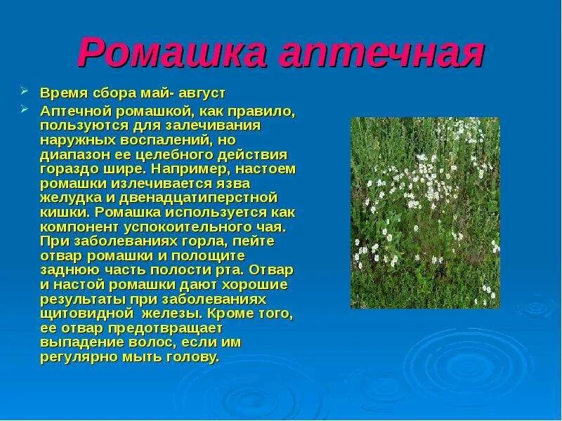 Растение для составления текста описания. Ромашка лекарственное растение. ромашка лекарственное растение доклад. лечебное растение ромашка доклад. ромашка описание для детей.