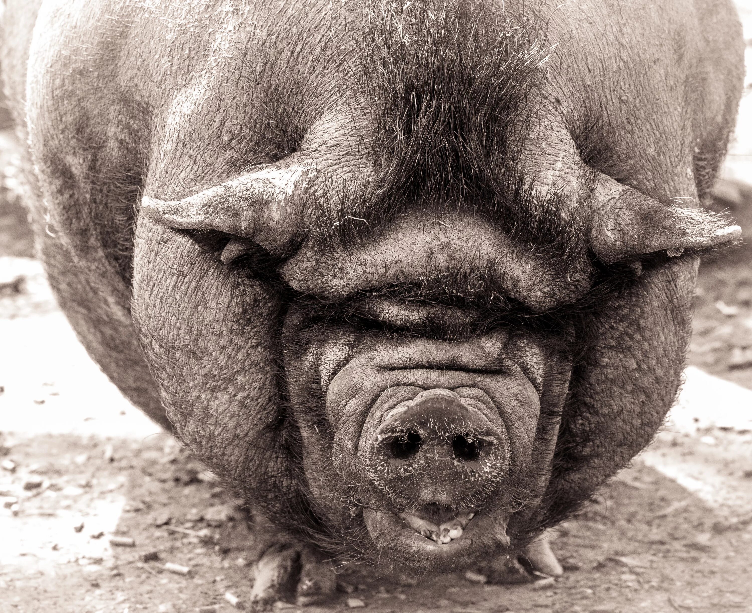 Вислоухая свинья. Огромная свинья. Сальные свиньи. Лакомб порода свиней. Боров свин.