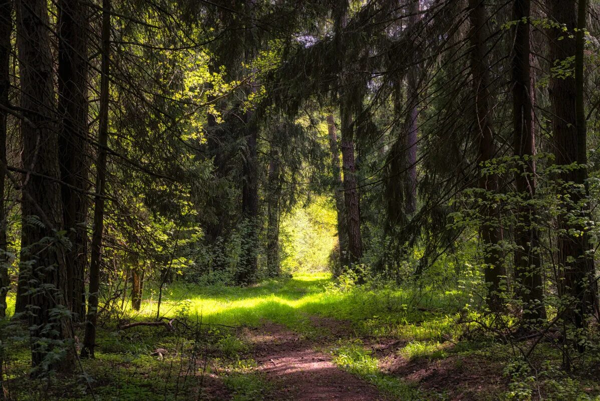 полог леса. пологом это леса. лесной полог. серебристый лесной полог. под лесным пологом.