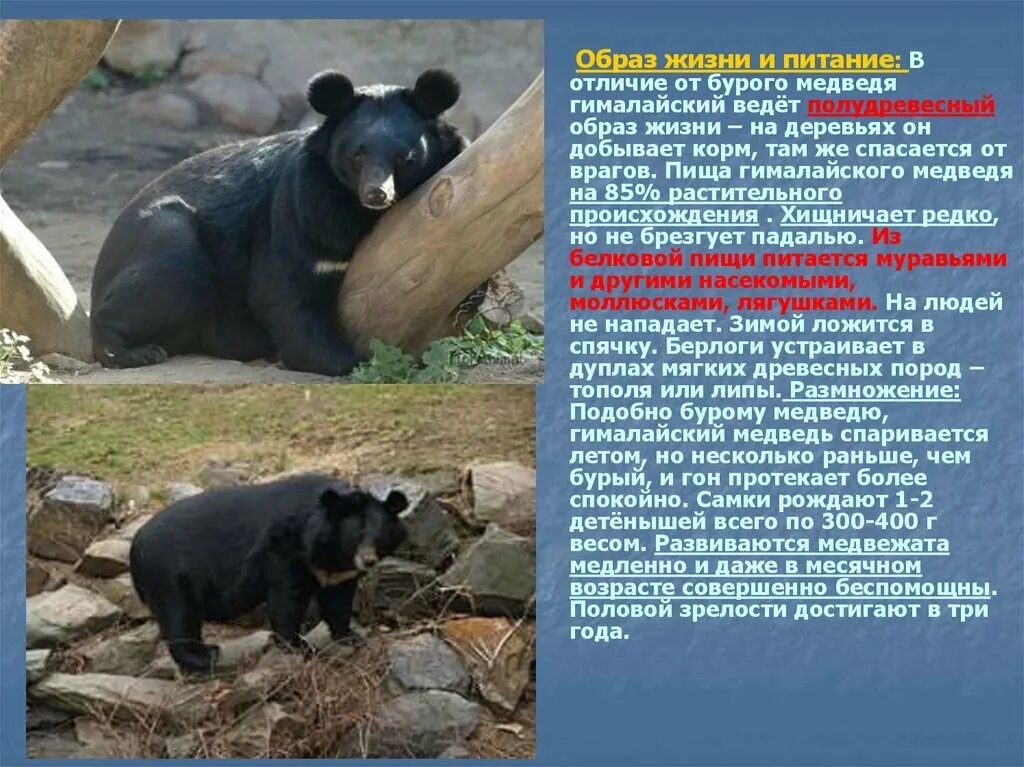 Вид гималайский медведь семейство медвежьи класс млекопитающие. Гималайский медведь где обитает. Белогрудый медведь и бурый медведь различия. Гималайский медведь дальнего востока. Уссурийский белогрудый медведь.