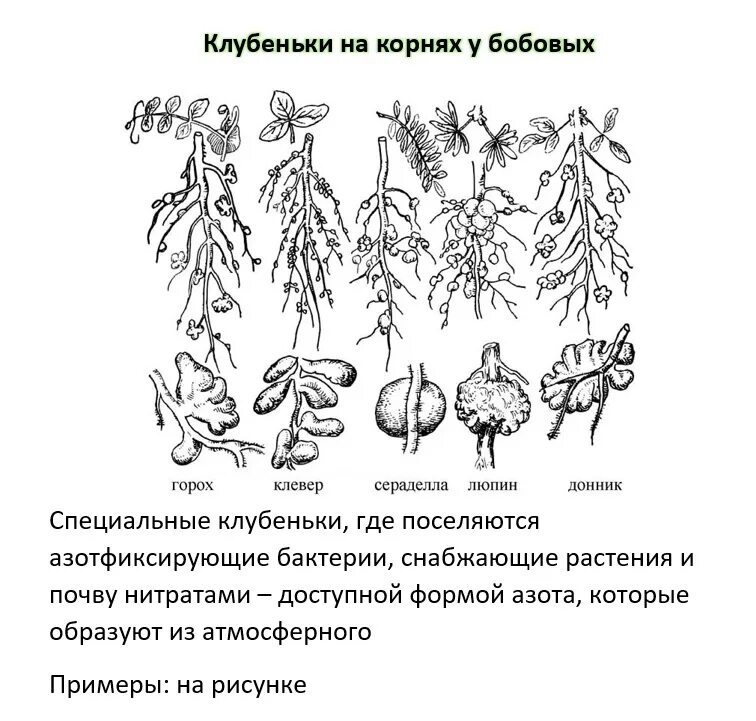 Какой тип питания характерен для люпина. Бактериальные клубеньки бобовых. Корневые клубеньки строение. Корневые клубеньки гороха. Клубеньки на корнях клевера.