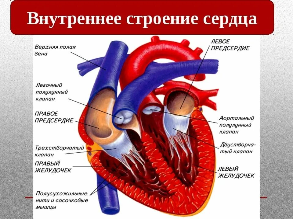 Строение человеческого сердца схема. Строение сердца подробно с клапанами. Особенности строения сердца человека. Строение сердца человека с подписями. Сердечная деятельность кровообращение