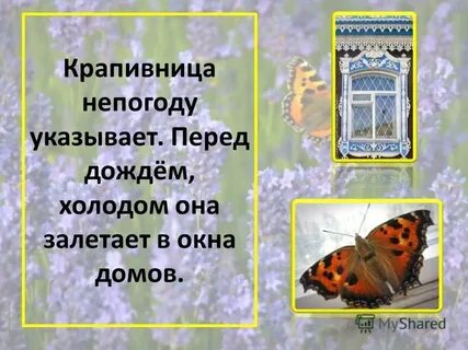 К чему залетела бабочка в окно