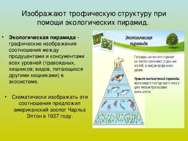 Экологическая пирамида биоценоза. Пирамида биомасс пирамида чисел пирамида энергии. Трофический уровень экологической пирамиды. Пирамида трофических уровней. Трофические уровни экосистемы.