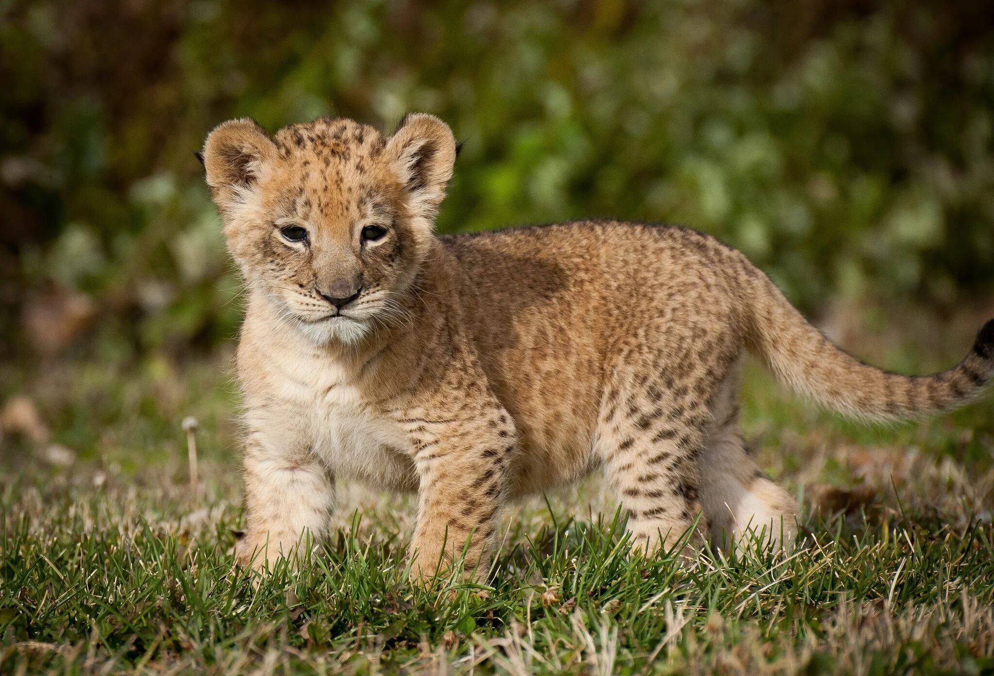 Маленький львенок. Cub animal. Красивый львенок. Детеныш льва. Cub animal.