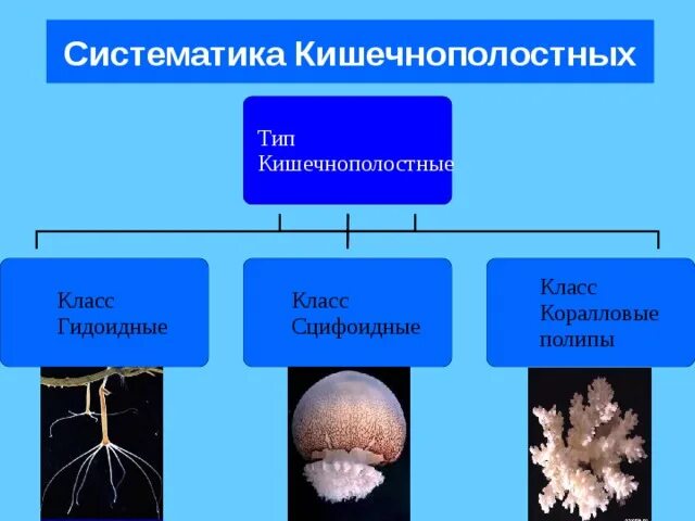 3 признака кишечнополостных. Классификация кишечнополостных биология 7 класс. Класс кишечнополостных 7 класс. Общая характеристика кишечнополостных таблица. Кишечнополостные класс Гидроидные 7 класс.