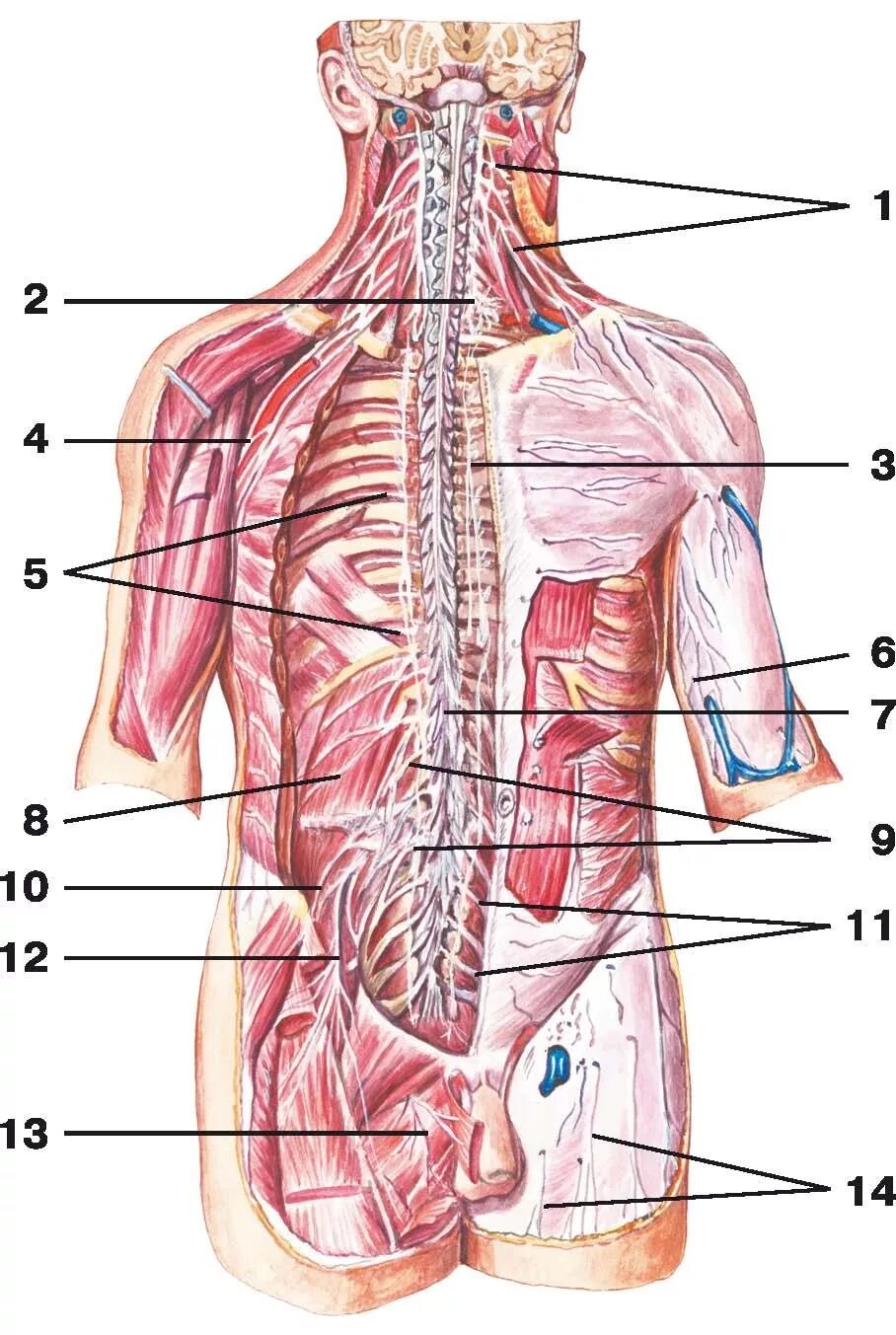 Органы в пояснице. Диафрагмальный нерв анатомия. Расположение органов со спины. Анатомия человека со спины органы.