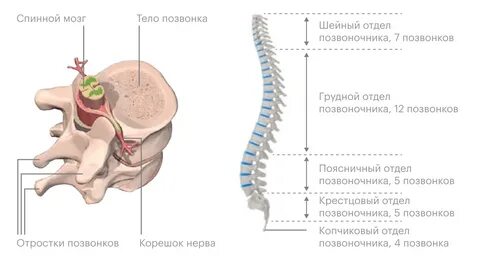 Позвонки встали на место