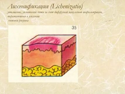 Кожа на латинском
