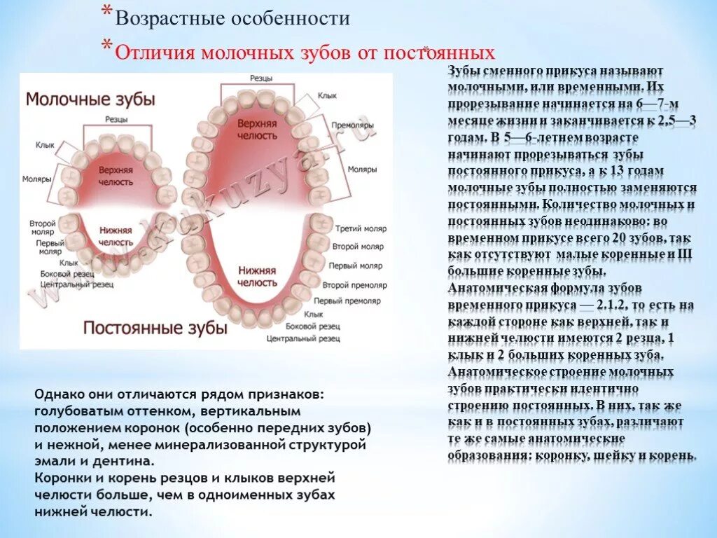 Почему зубы отличаются между собой. Особенности строения эмали молочных и постоянных зубов. Строение молочного зуба и коренного. Строение молочных зубов у детей анатомия. Структура молочного зуба у детей.