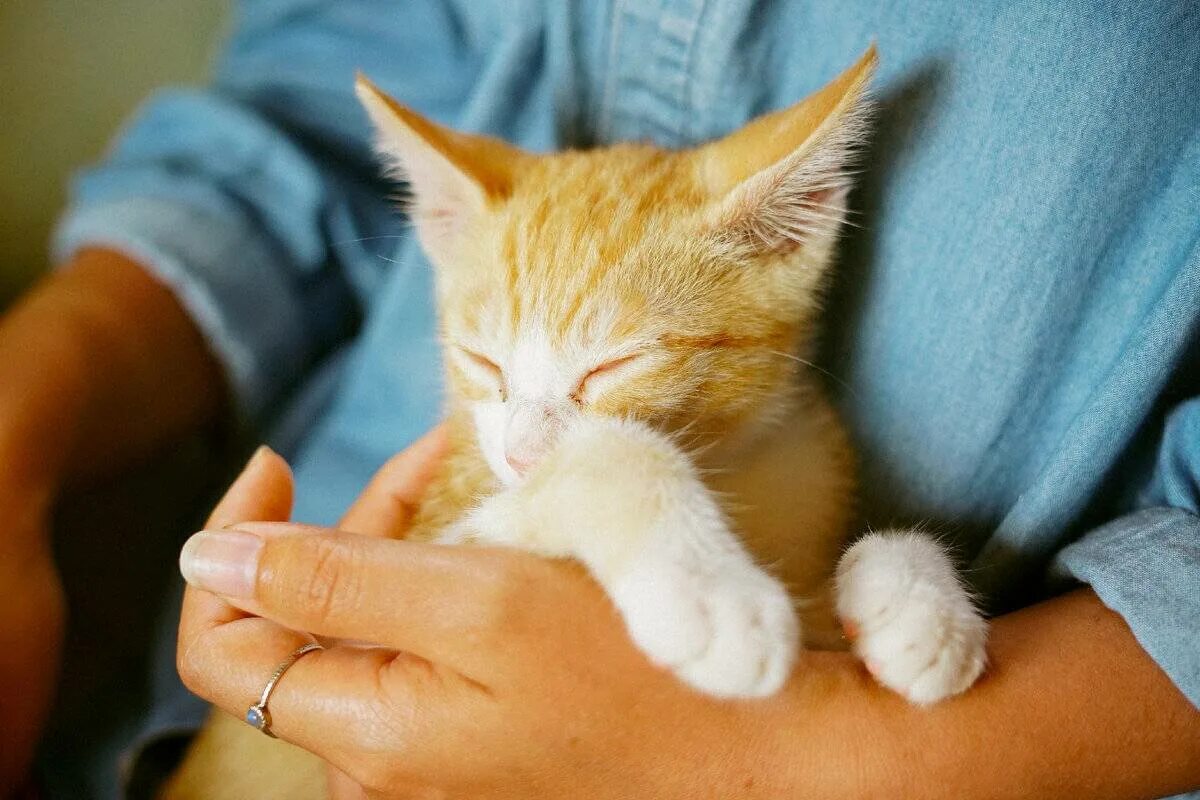 Помогли кошкам. Кошки лекари. Кошачья терапия. Коты целители. Фелинотерапия.