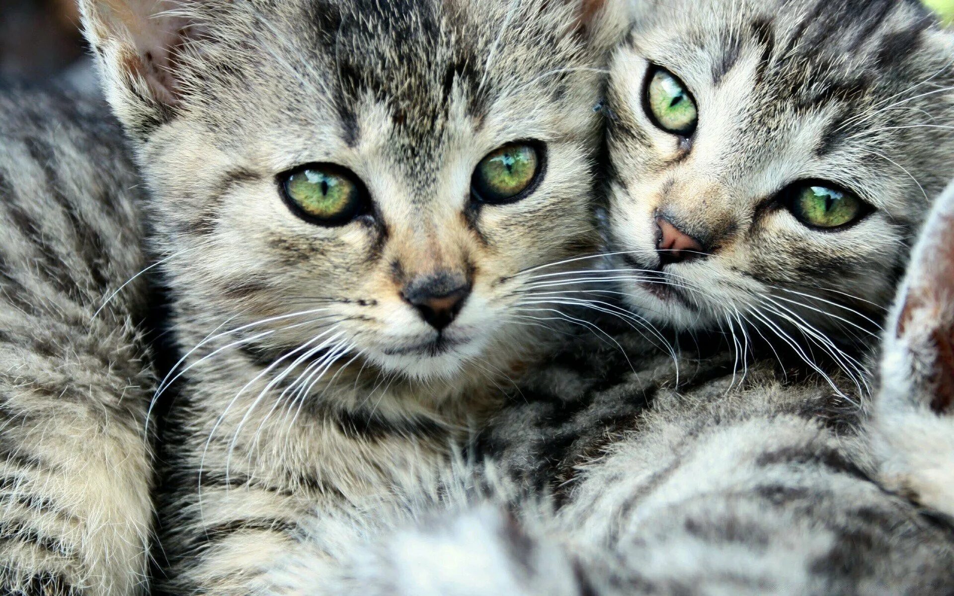 Картинки кошечек. Обои кошки. Картинки на рабочий стол котята. Обои на рабочий стол котики. Картинки на рабочий стол кошки.