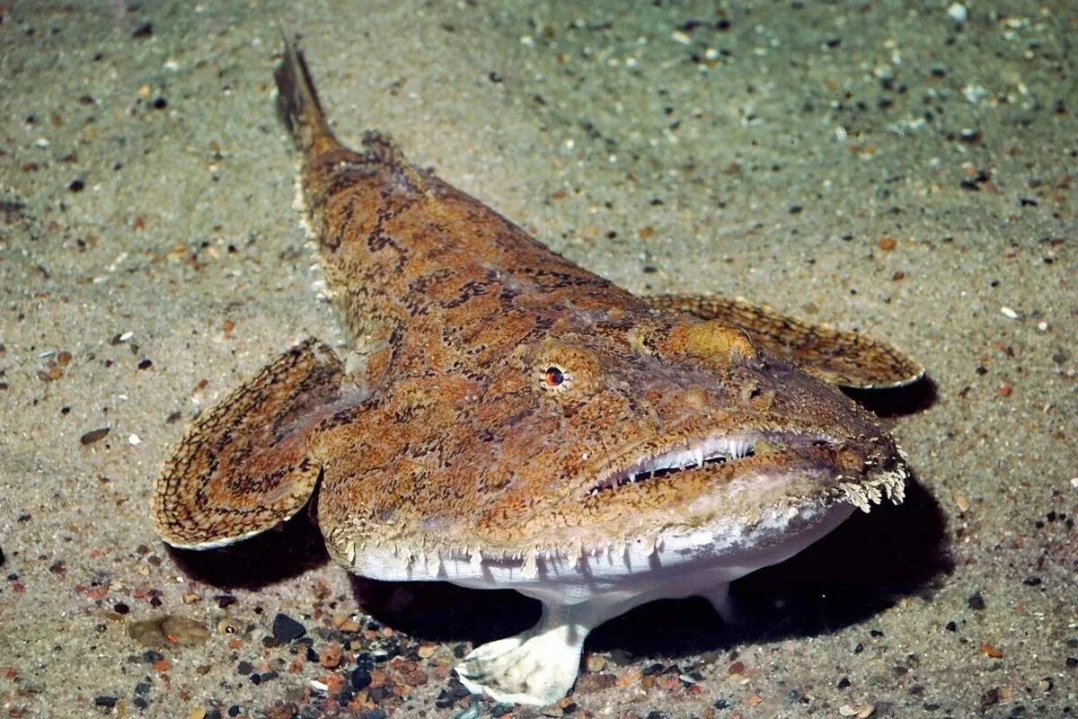 Monkfish