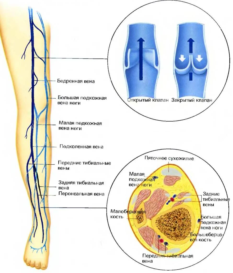 Вены ног клапаны. Артерии голени схема на кт. Остиальный клапан большой подкожной вены. Клапаны большой подкожной вены анатомия. БПВ Вена остиальный клапан.