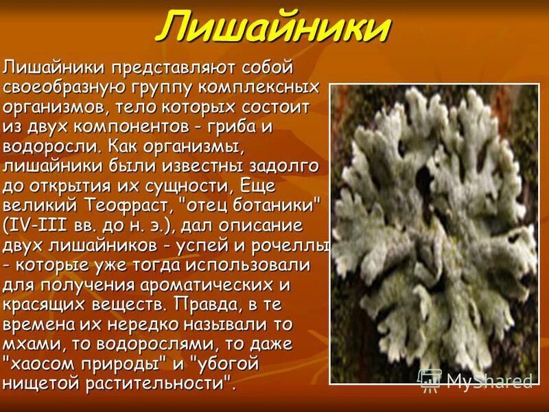 тело лишайника представлено слоевищем. гриб в лишайнике обеспечивает лишайник. воспаление представляет собой. для уменьшение отека и боли при вывихе следует. вирусы бактерии грибы лишайники.