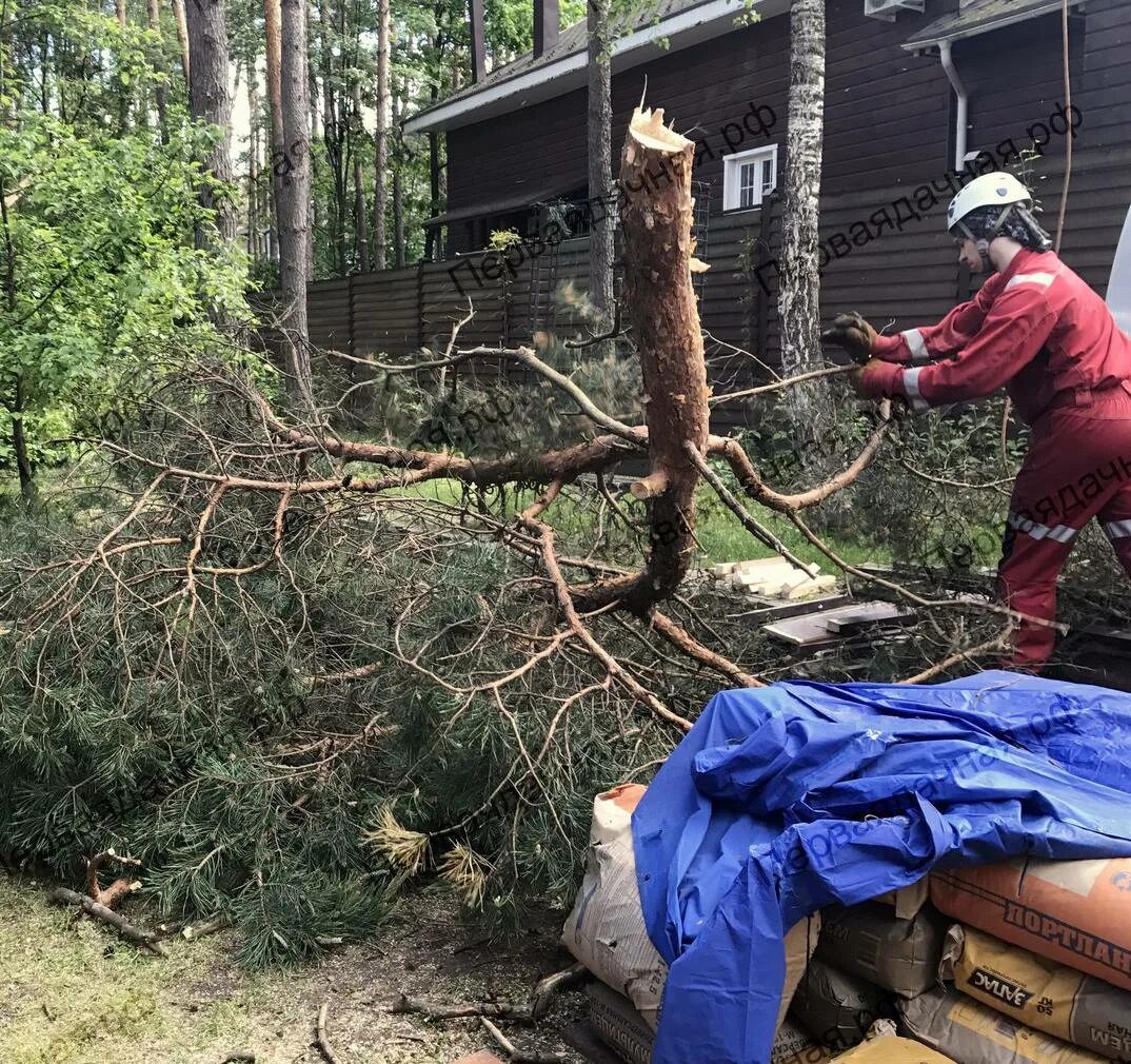 Можно ли распилить упавшее дерево