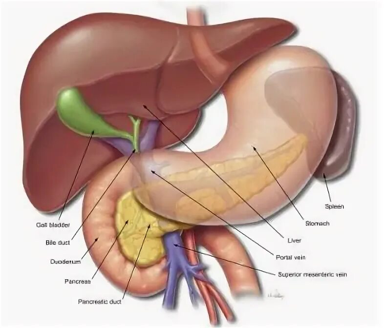 Селезенка желудок поджелудочная железа. Желудок селезенка поджелудочная железа. Печень селезенка поджелудочная. Селезенка и желчный пузырь. Селезёнка АНАТОМИЯПОДЖЕЛУДОЧНАЯ железа.