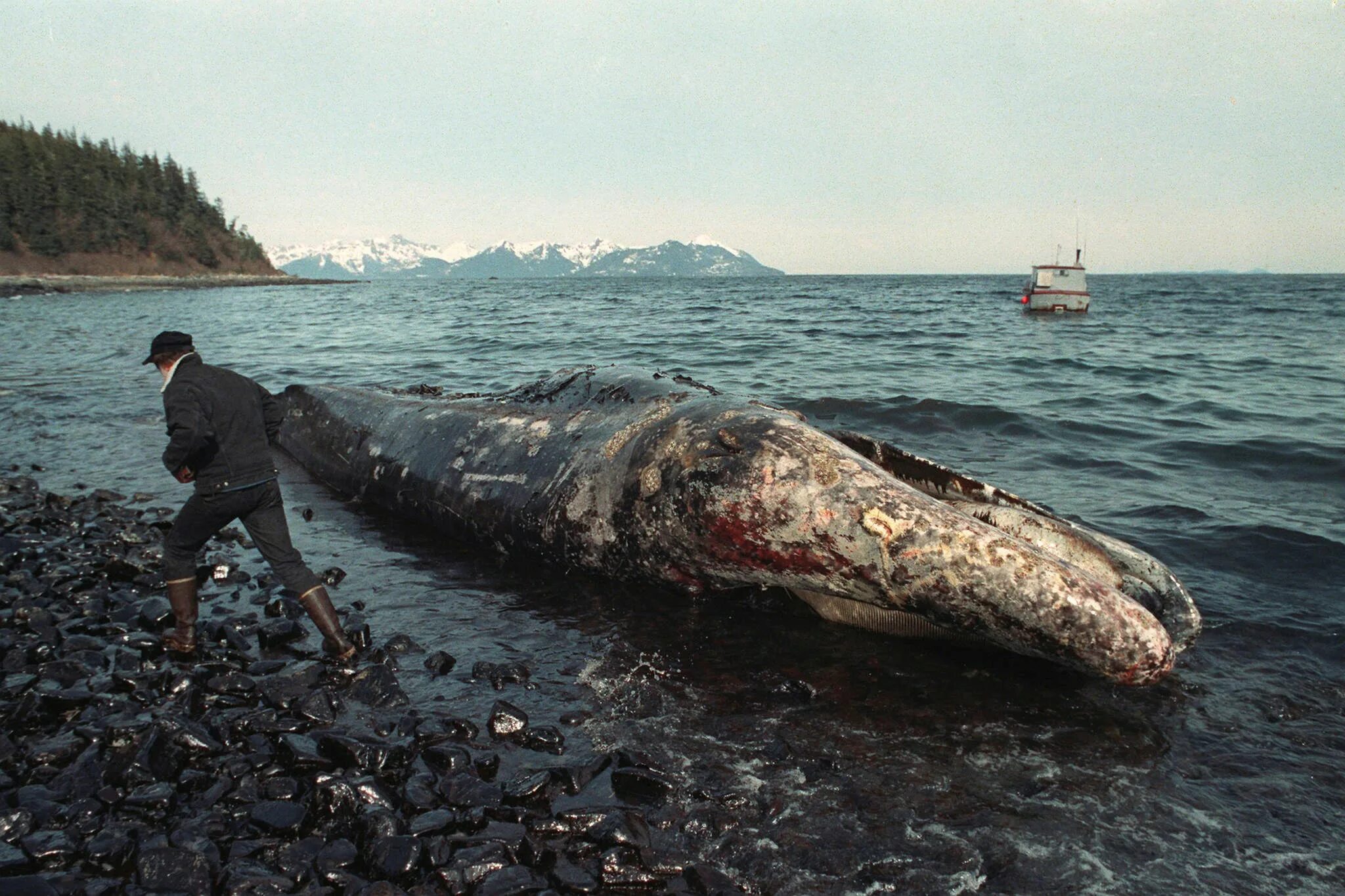 Эксон Вальдез. Крушение танкера Exxon Valdez. Выброс нефти из танкера «Эксон Валдиз». Эксон Вальдез корабль.