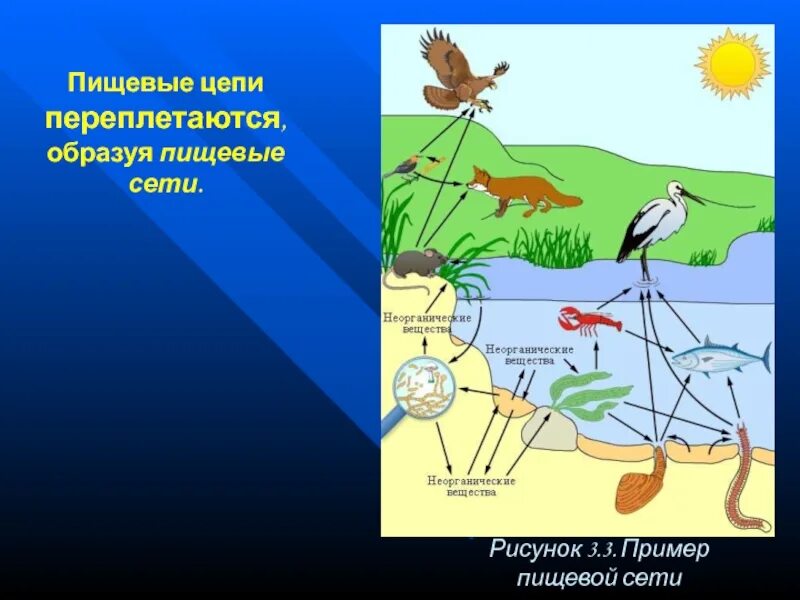 Чем отличается пищевая сеть от пищевой сети. Пищевая сеть. Пищевая цепь. Пищевая сеть примеры. Пищевые цепи и сети.