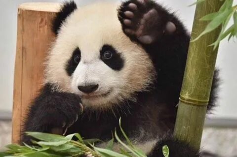 Panda meme