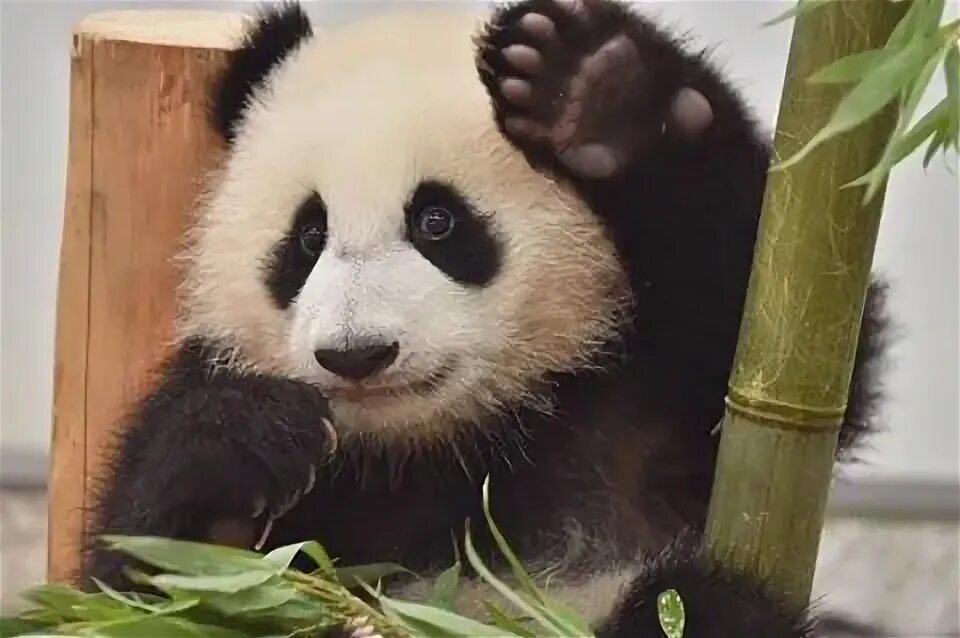 Панда картинки прикольные. Панда из рекламы сыра. Panda meme. Панда с оружием. Панда мем.