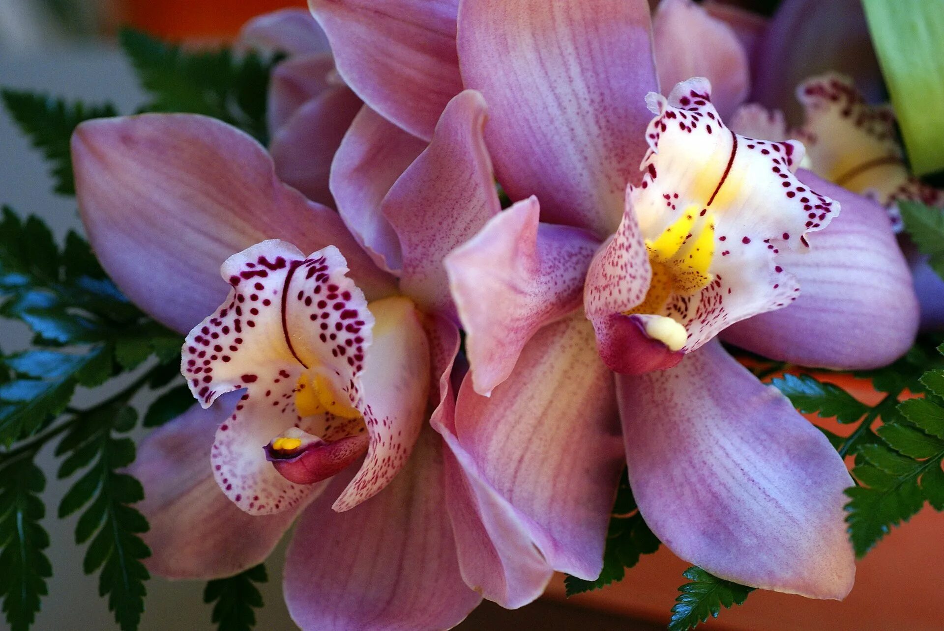 Flowers orchids. Орхидея саммер Бриз. Орхидея фаленопсис Тигрис. Фаленопсис Astrid.