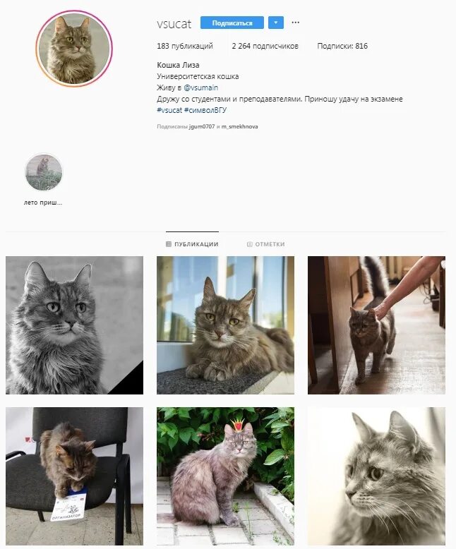 Посвящается кошке лизе картинки