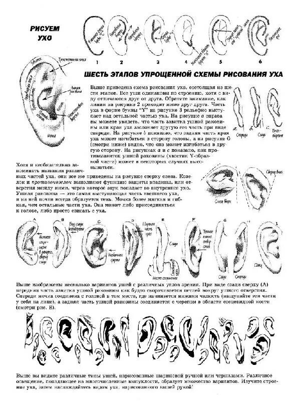 Уши национальность. Формы ушей и их названия. Формы ушей человека виды.