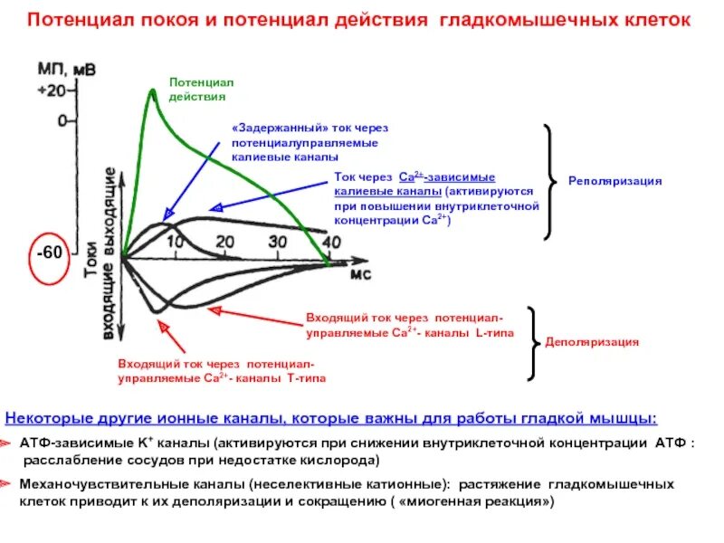 Атф канал. Потенциал действия гладкомышечных клеток. Потенциал покоя гладкомышечных клеток. Потенциал действия гладкой мышцы. Потенциал действия гладких мышц.