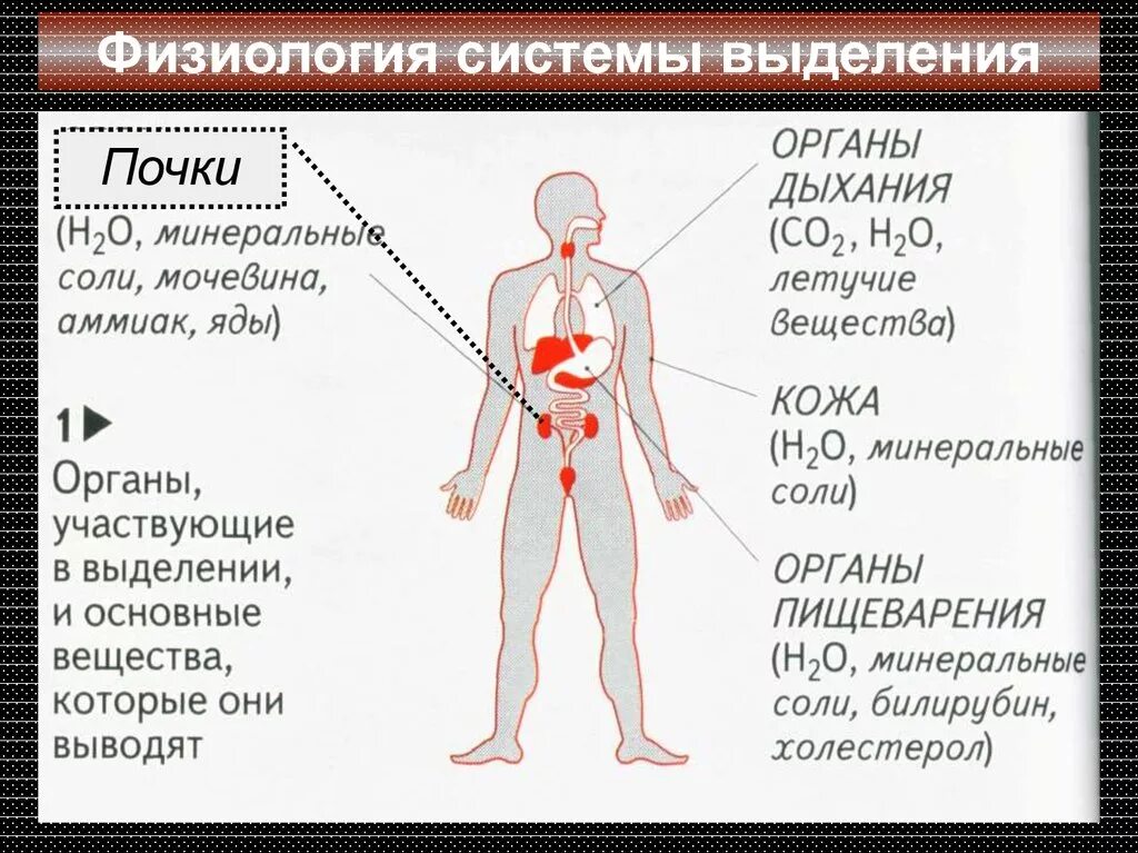 Процессы выделения человека