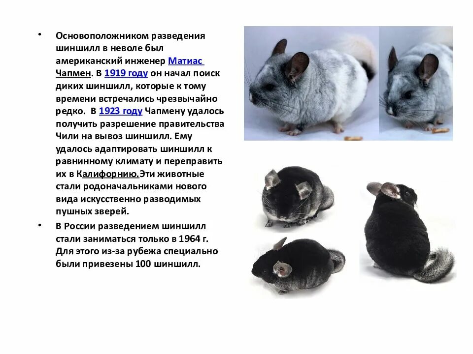 Шиншилла что означает. Проект о шиншиллах. Рассказ про шиншиллу. Презентация про шиншиллу. Шиншилла грызун.