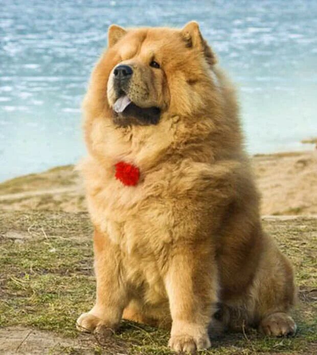 Палевый чау чау. Королевский чау-чау. Порода чао чао. Чау-чау собака. Чау-чау длинношерстный.