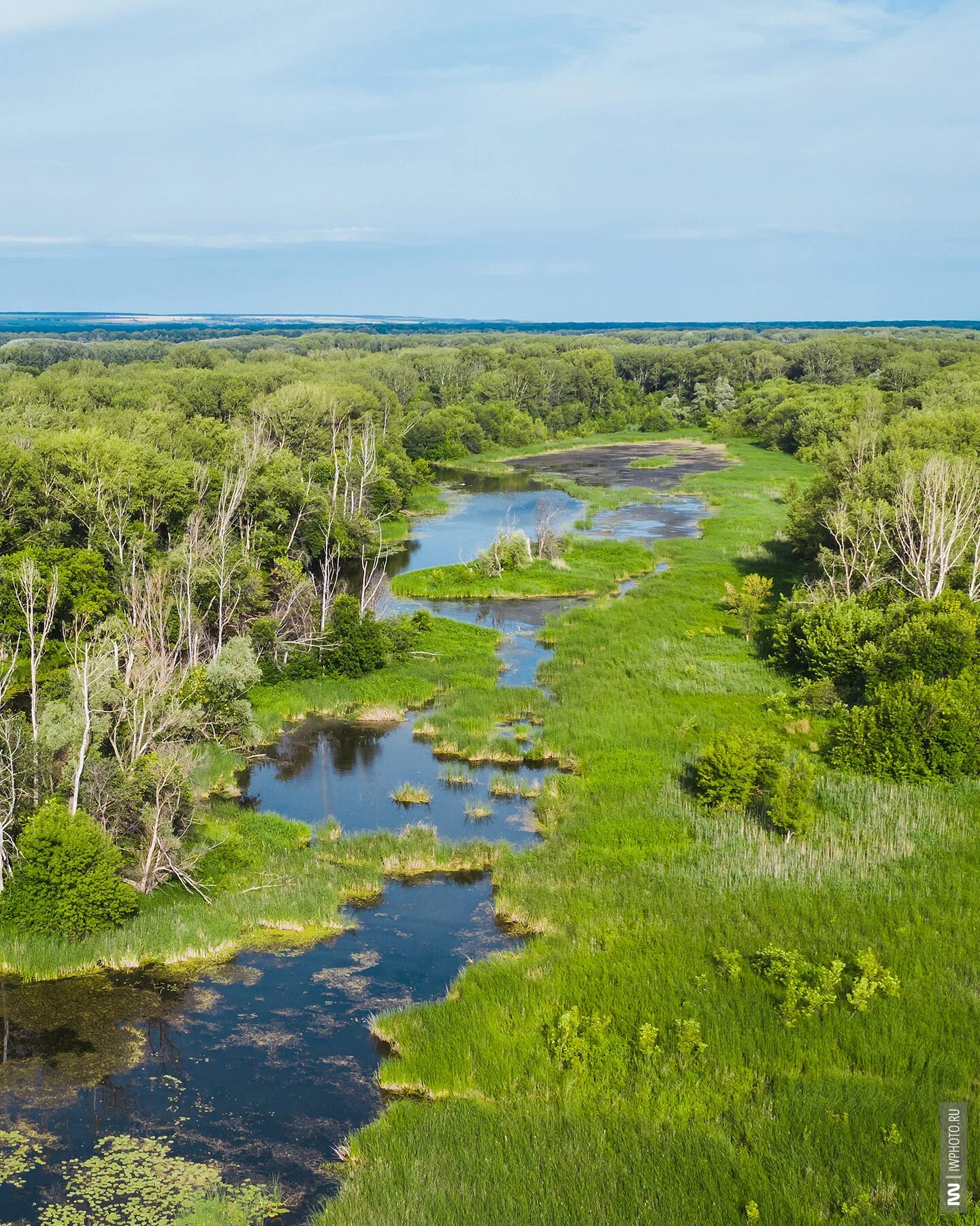 синезеленые водоросли волга. болота ростовской области. волга болото. волга болото. болотный бочаг.