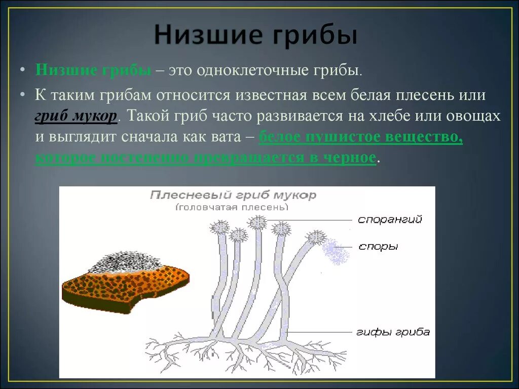 Название низших грибов