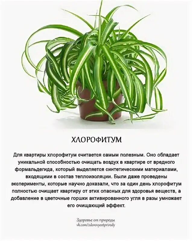 Хлорофитум какой грунт. Хлорофитум стебель. хлорофитум горшок размер. информация о хлорофитуме для детей.