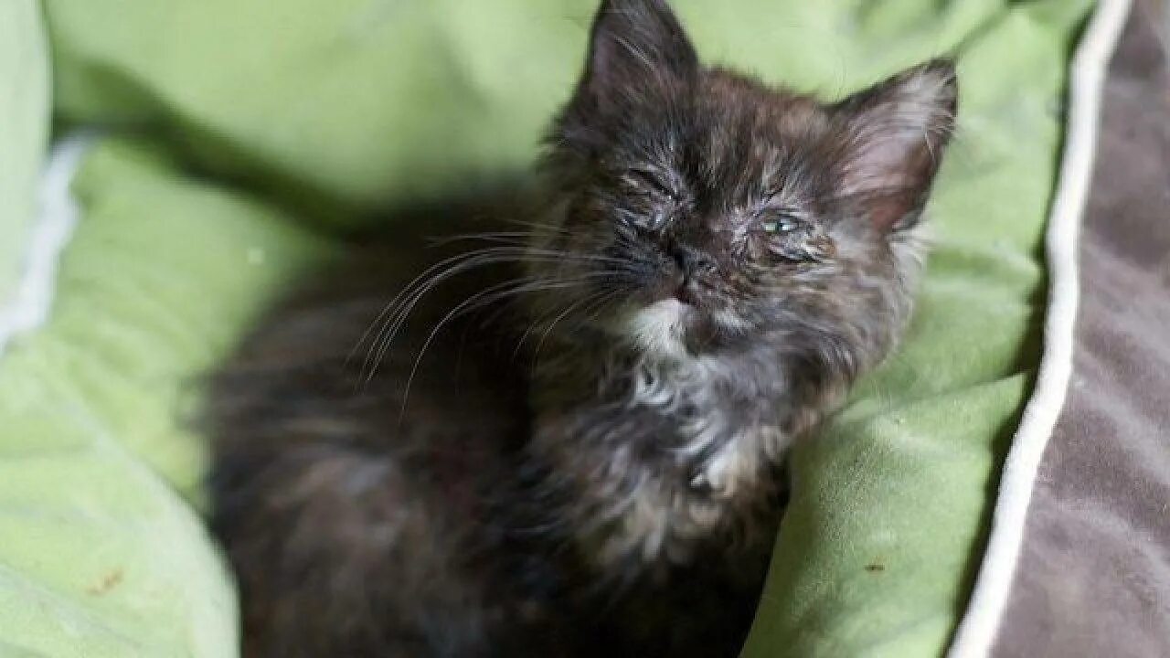 Кошка после чумки