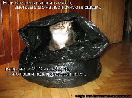 Выпусти кота