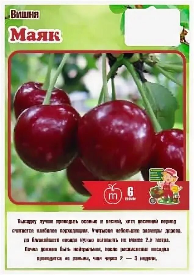 Сорт вишни бирюсинка. Вишня маяк. кустовая вишня маяк. вишня маяк описание. вишня маяк описание сорта.