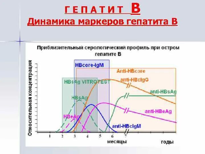 Маркеры острого гепатита в. Динамика серологических маркеров гепатита в. «Динамика диагностических маркеров гепатита. Маркеры вирусного гепатита b. Интерпретация маркеров гепатита в.