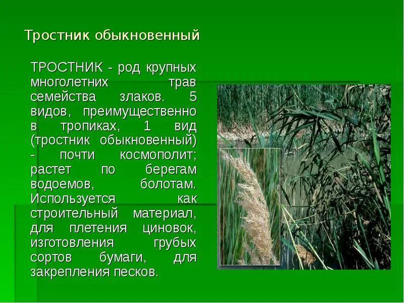 Значение тростника