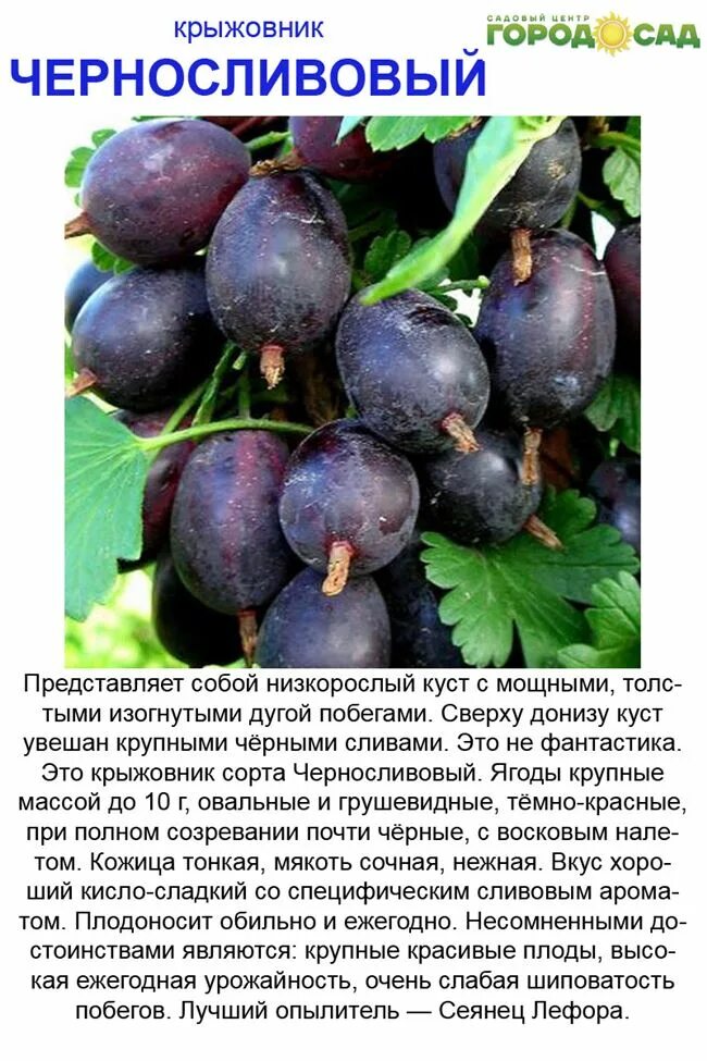 Какие сорта пригодны. Крыжовник сорт черносливовый. крыжовник сорт черносливовый описание сорта. крыжовник черносливовый внииспк. крыжовник черносливовый бесшипный.