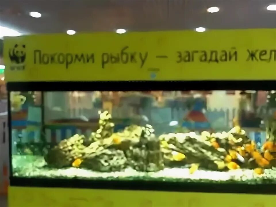 Покорми рыбку аквариум. Покорми рыбок. Море желаний аквариум. Покорми рыбку загадай желание. Покорми рыбок франшиза.
