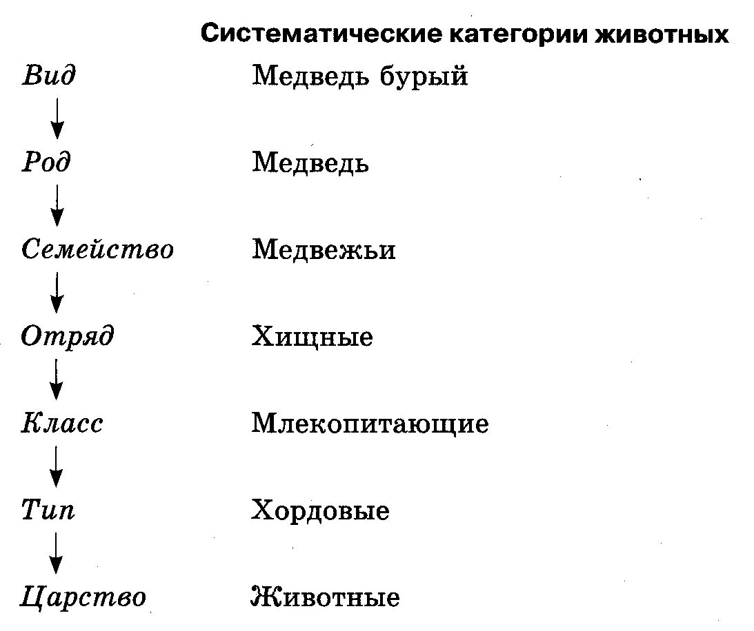 Систематика животных таксономические группы. Последовательность систематических групп животных. Систематика таксонов растений. Таксоны систематики растений и животных.